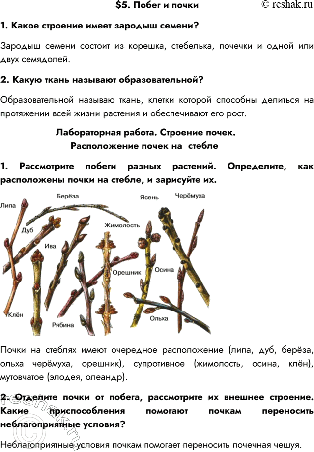 Изображение $5. Побег и почки1. Какое строение имеет зародыш семени?Зародыш семени состоит из корешка, стебелька, почечки и одной или двух семядолей.2. Какую ткань называют...
