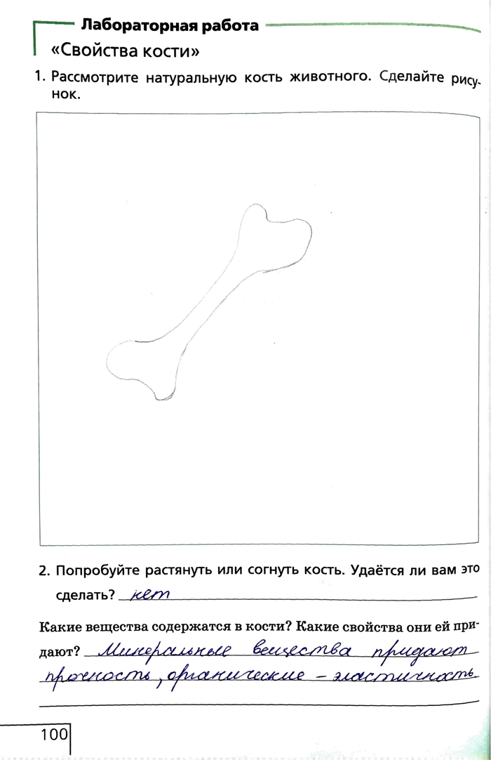 Изображение Лабораторная работа«Свойства кости»1. Рассмотрите натуральную кость животного. Сделайте рисунок.2. Попробуйте растянуть или согнуть кость. Удаётся ли вам это...