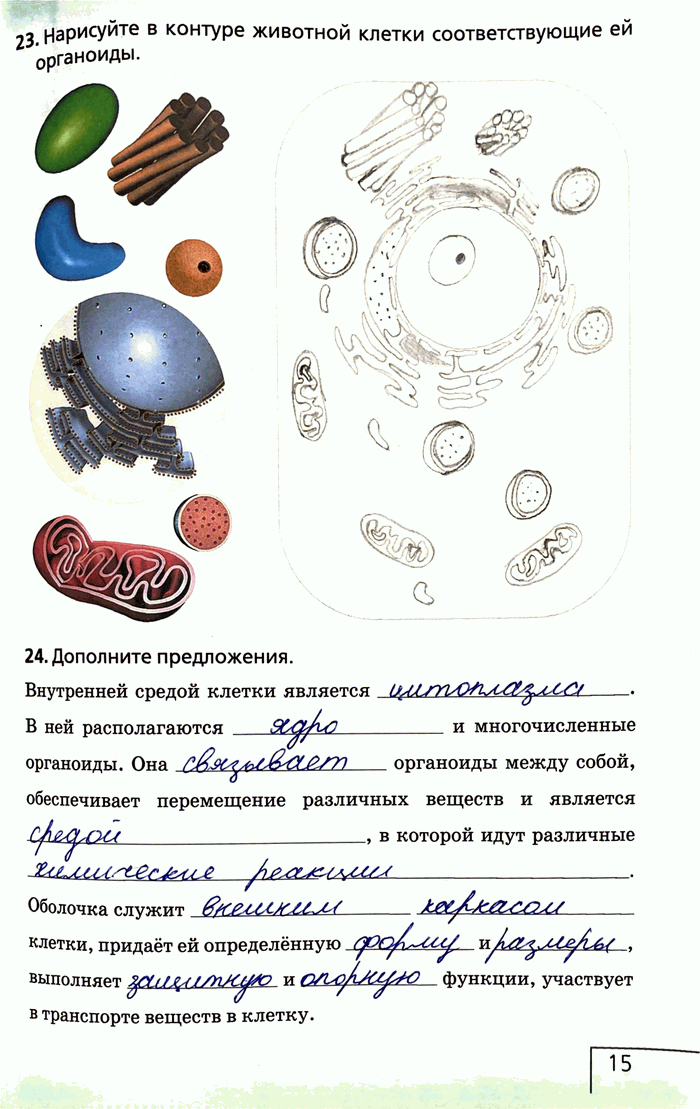 Изображение 23. Нарисуйте в контуре животной клетки соответствующие ей органоиды.24. Дополните предложения.Внутренней средой клетки является .В ней располагаются и...