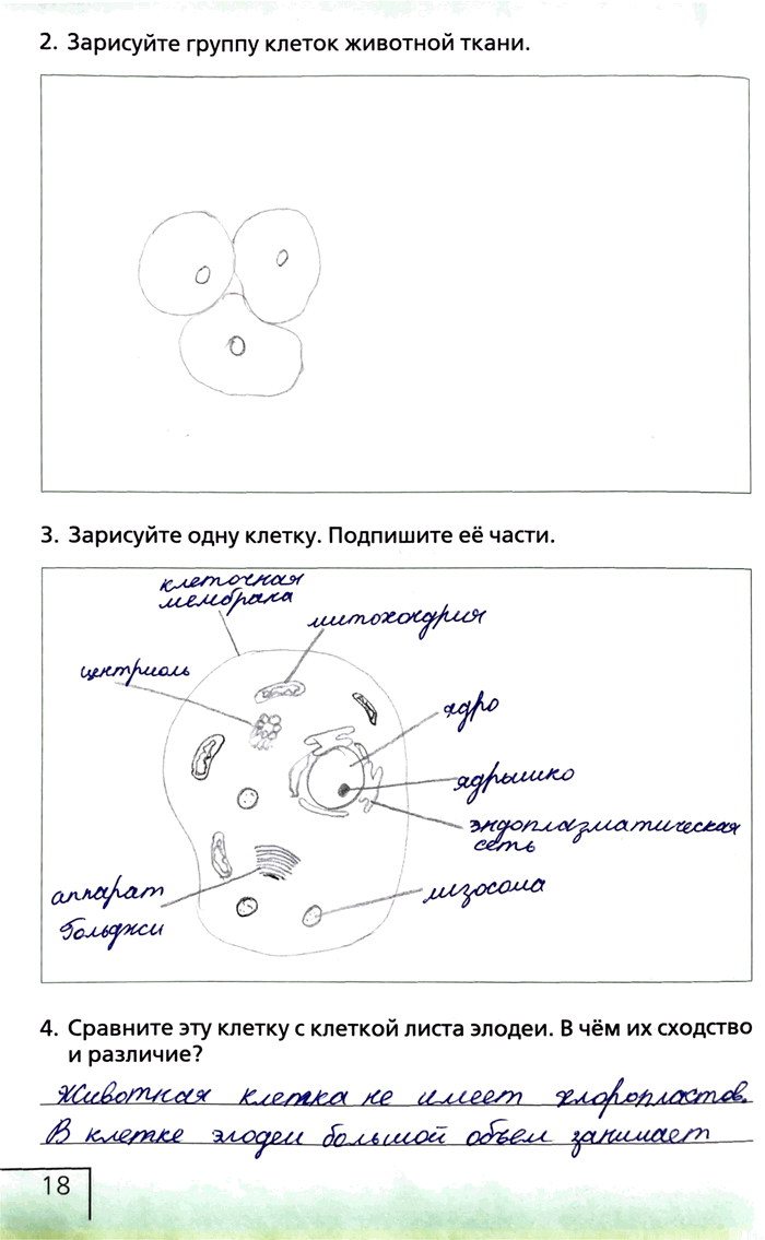 Изображение 2. Зарисуйте группу клеток животной ткани.3. Зарисуйте одну клетку. Подпишите ее части.4. Сравните эту клетку с клеткой листа элодеи. В чём их сходство и...