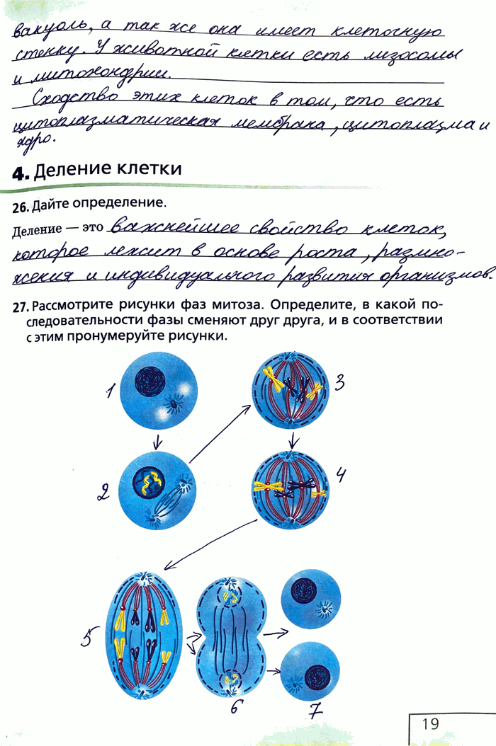 Изображение 4. Деление клетки.26. Дайте определение.Деление - это27. Рассмотрите рисунки фаз митоза. Определите, в какой последовательности фазы сменяют друг друга, и в...