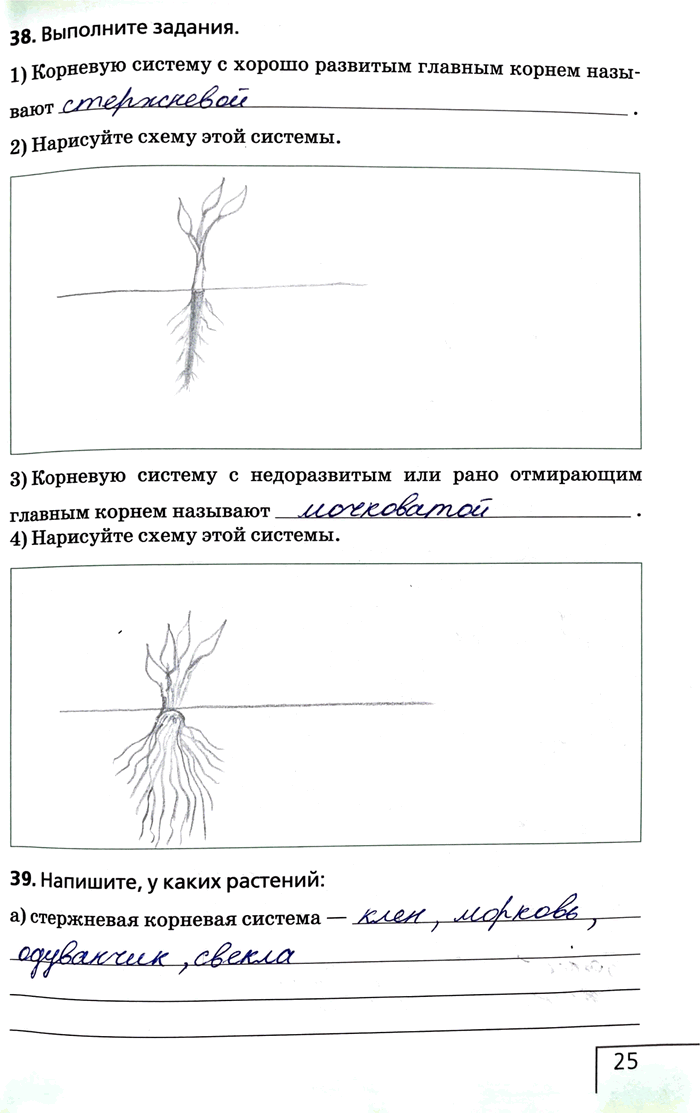 Изображение 38. Выполните задания.1) Корневую систему с хорошо развитым главным корнем называют 2) Нарисуйте схему этой системы.3) Корневую систему с недоразвитым или рано...