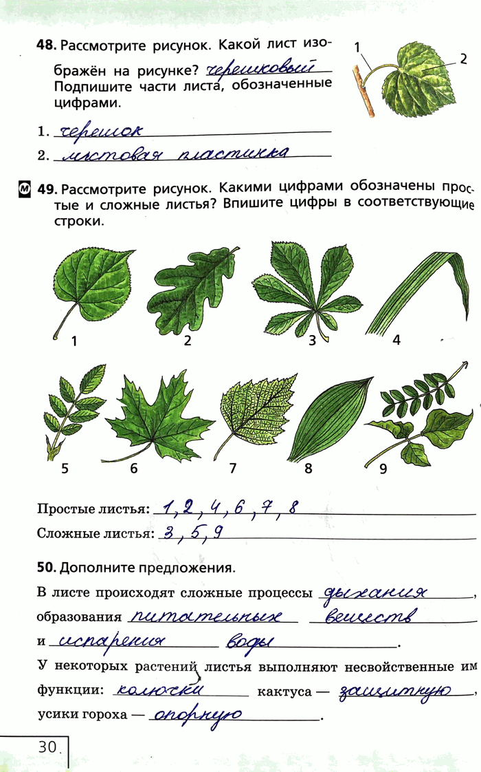 Изображение 48. Рассмотрите рисунок. Какой лист изображён на рисунке? Подпишите части листа, обозначенные цифрами.49. Рассмотрите рисунок. Какими цифрами обозначены простые и...