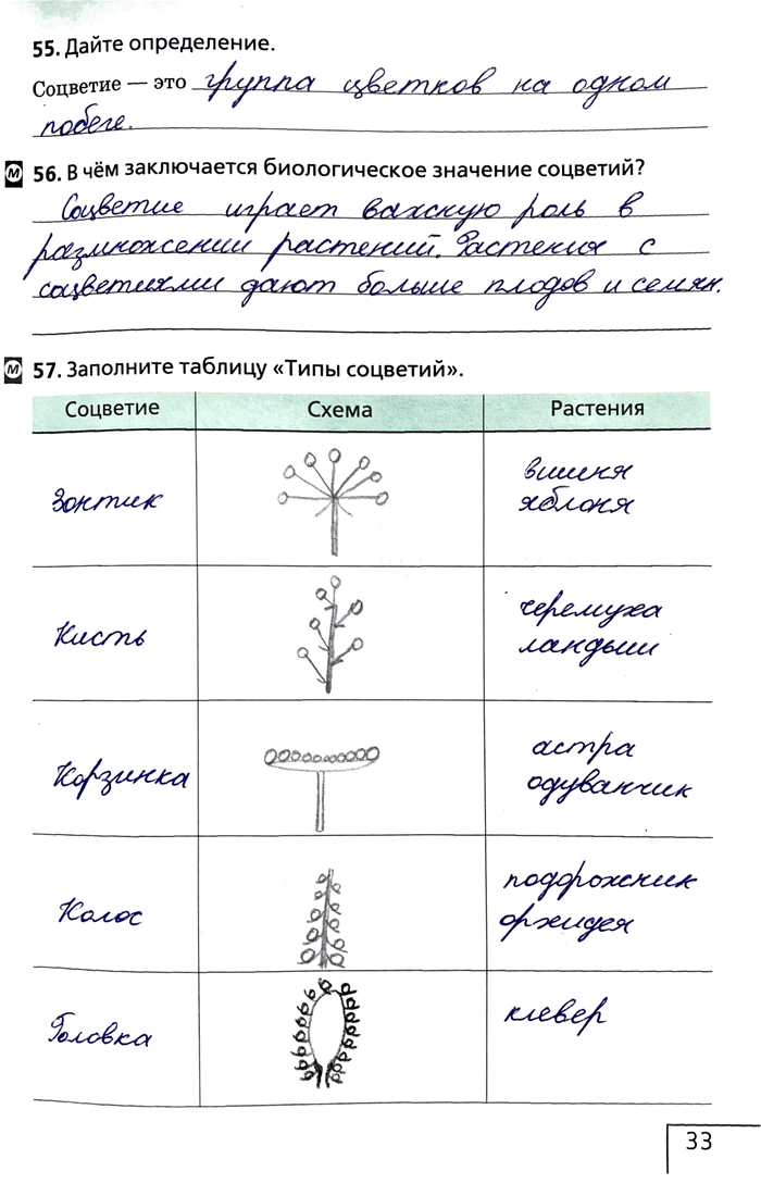 Изображение 55. Дайте определение.Соцветие это -56. В чём заключается биологическое значение соцветий?57. Заполните таблицу «Типы...