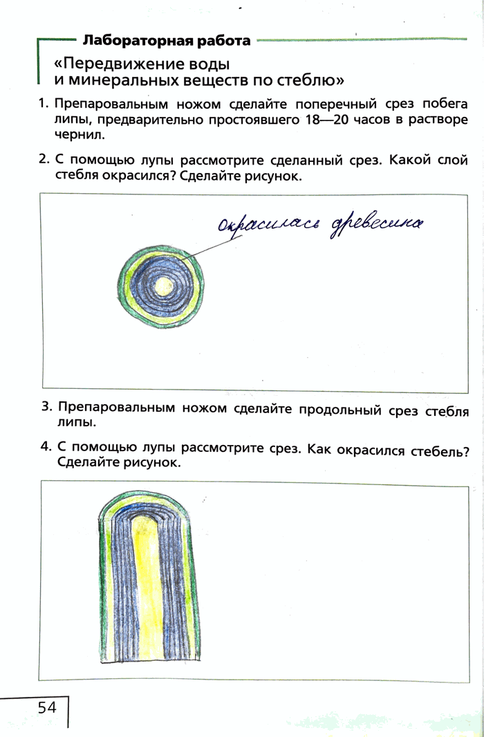 Изображение Лабораторная работа«Передвижение воды и минеральных веществ по стеблю»1. Препаровальным ножом сделайте поперечный срез побега липы, предварительно простоявшего 18—20...