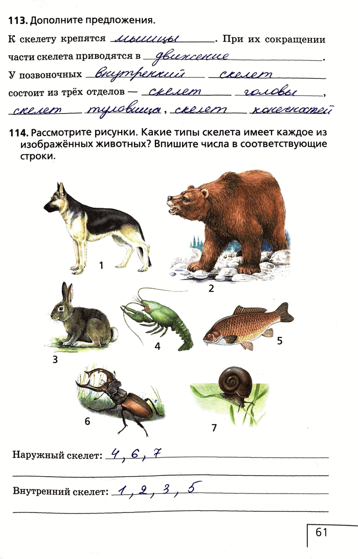 Изображение 113. Дополните предложения.К скелету крепятся . При их сокращении части скелета приводятся вУ позвоночных состоит из трех отделов.114. Рассмотрите рисунки. Какие...