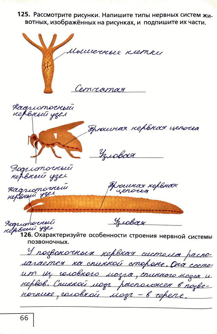 Изображение 125. Рассмотрите рисунки. Напишите типы нервных систем животных, изображённых на рисунках, и подпишите их части.126. Охарактеризуйте особенности строения нервной...