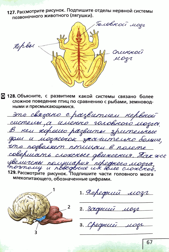 Изображение 127. Рассмотрите рисунок. Подпишите отделы нервной системы позвоночного животного (лягушки).128. Объясните, с развитием какой системы связано более сложное поведение...